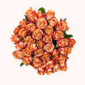 Cappuccino roses