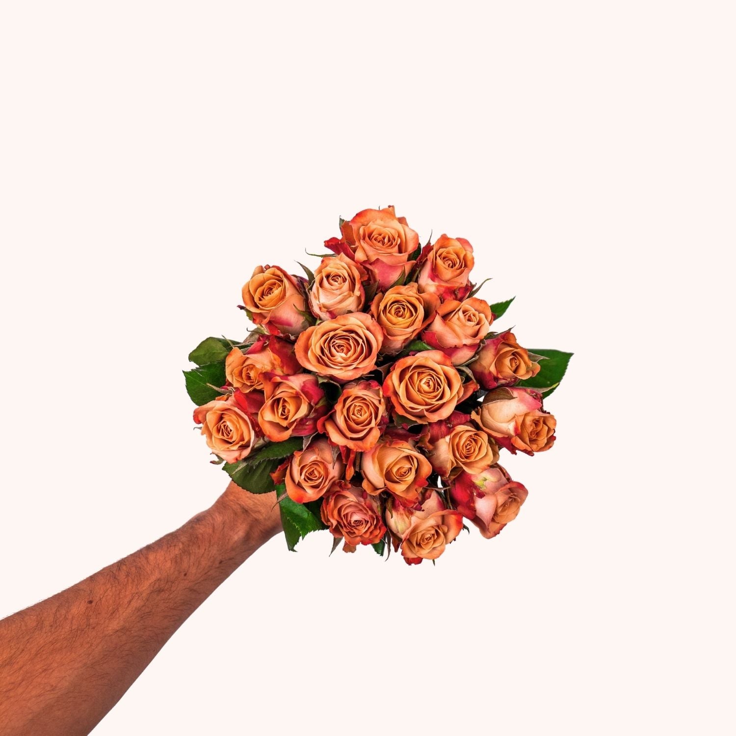 Cappuccino roses