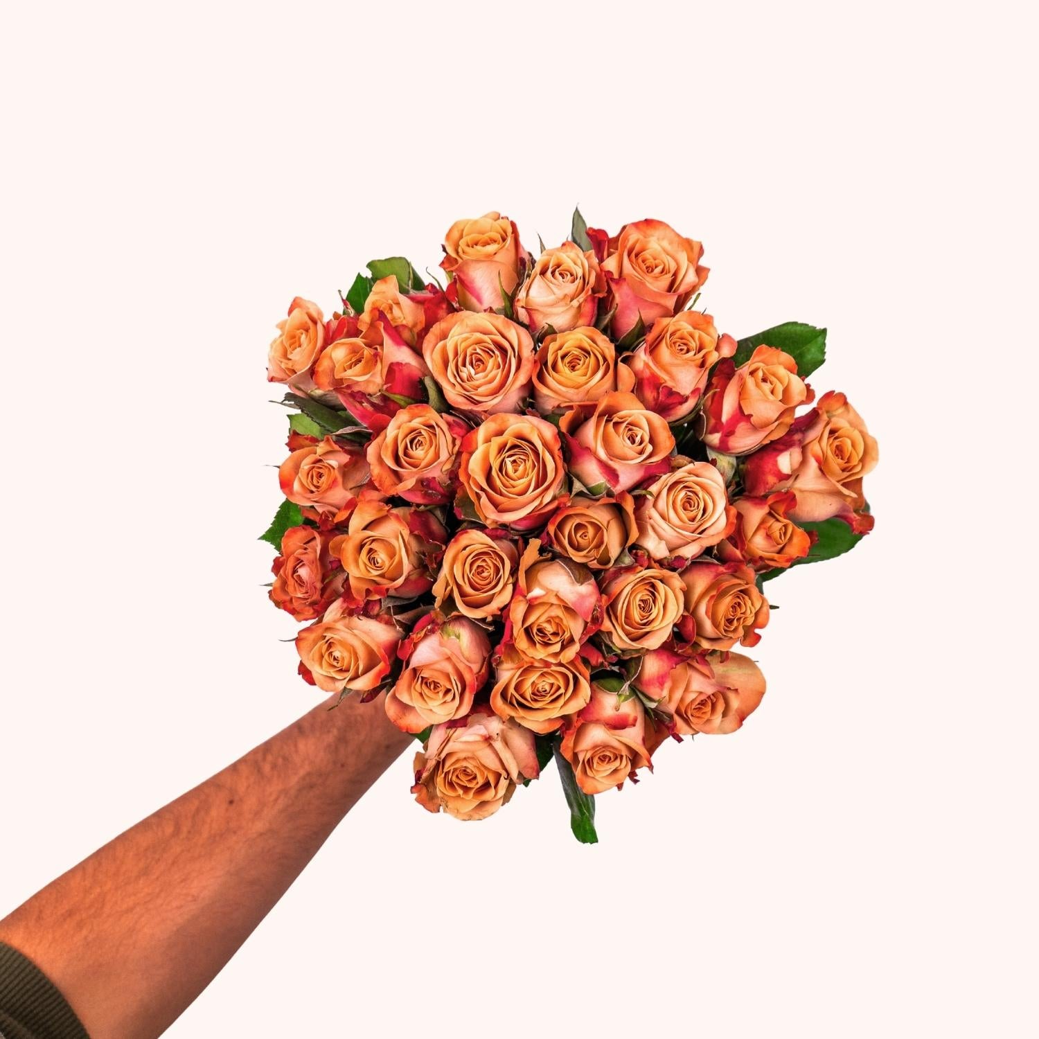 Cappuccino roses