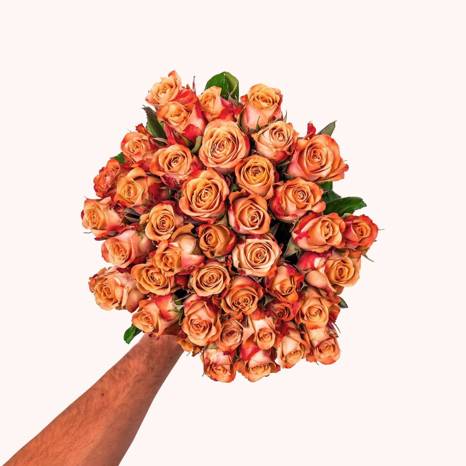 Cappuccino roses