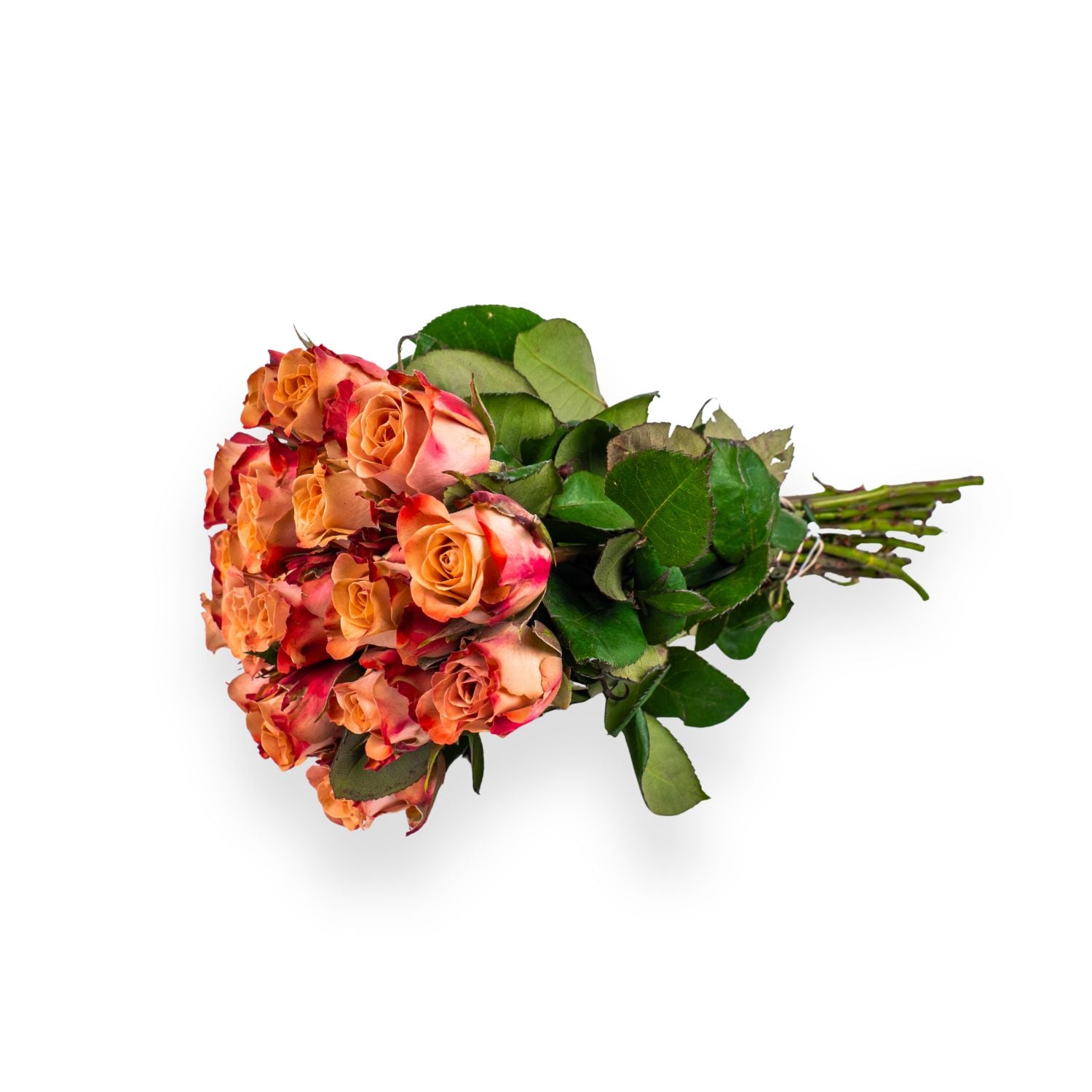Cappuccino roses