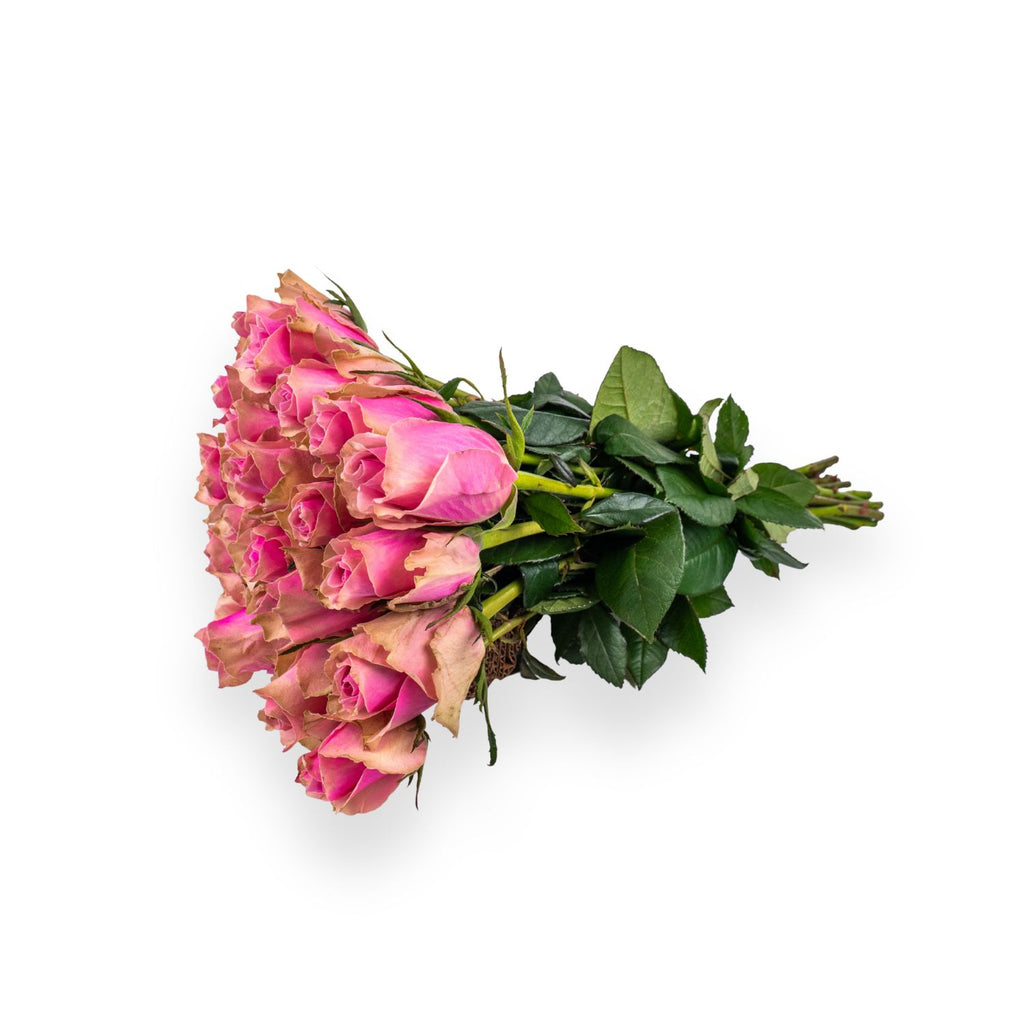 Pink roses
