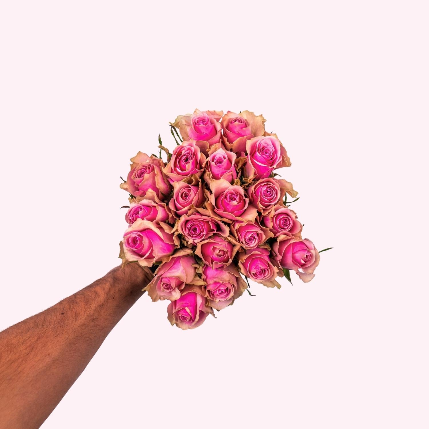 Pink roses