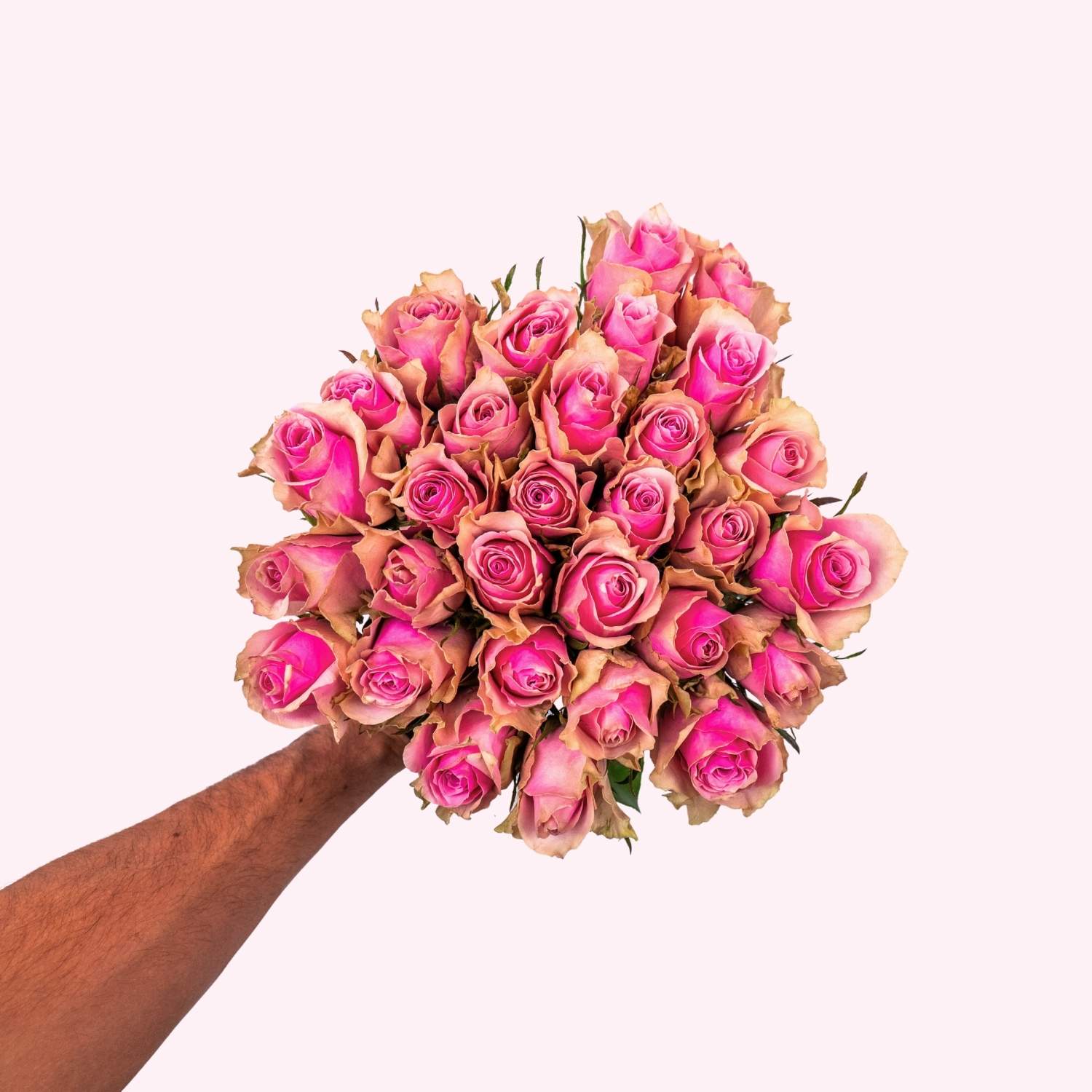 Pink roses