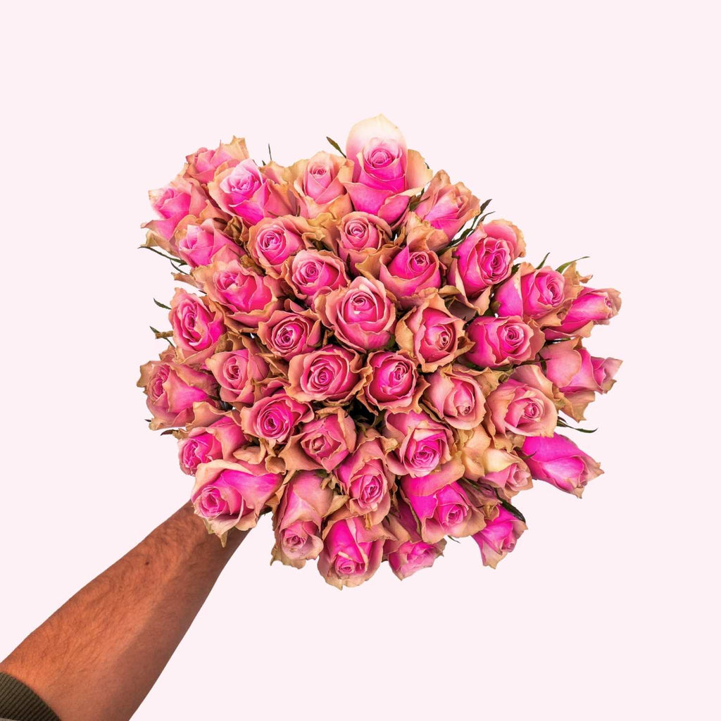 Pink roses