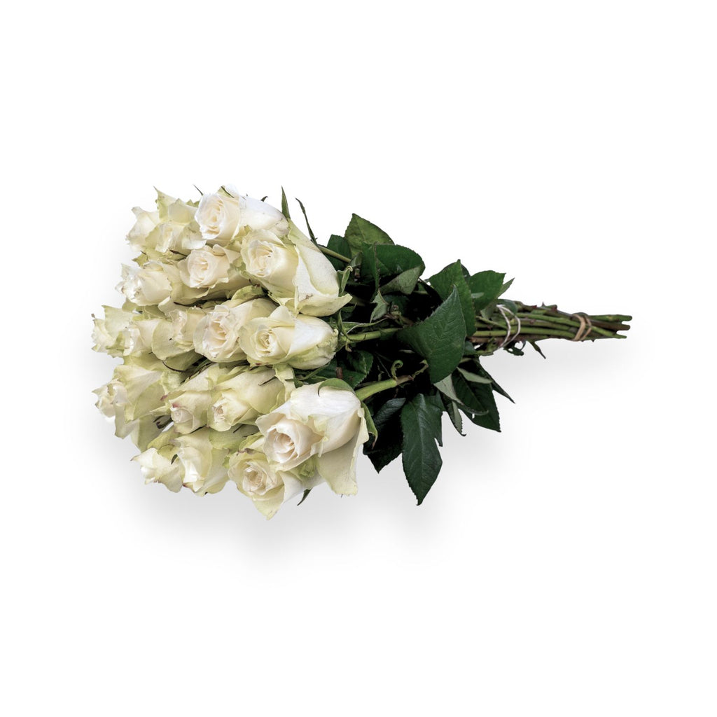 White roses