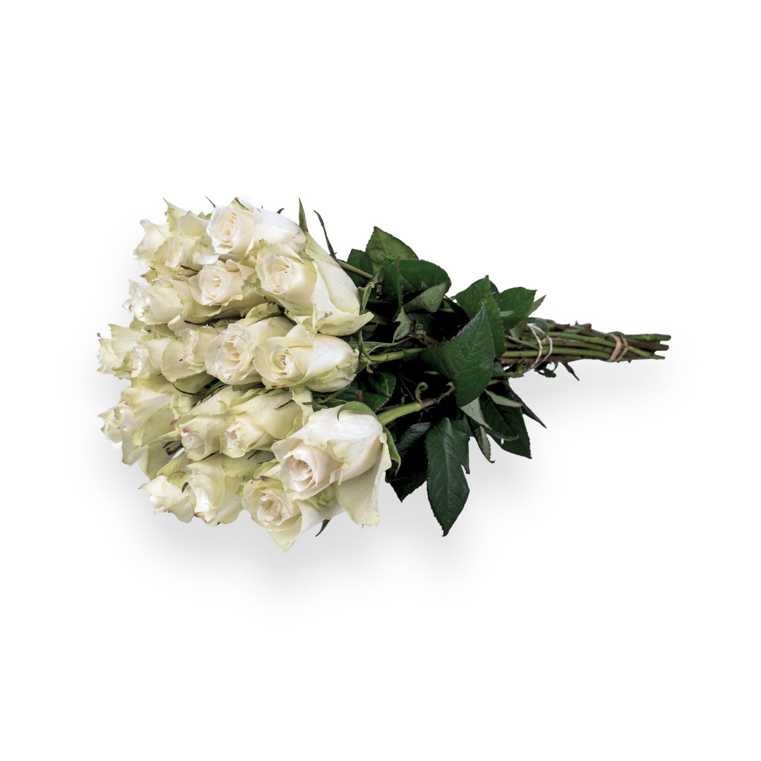 White roses