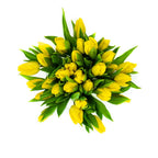 Fresh Yellow Tulips
