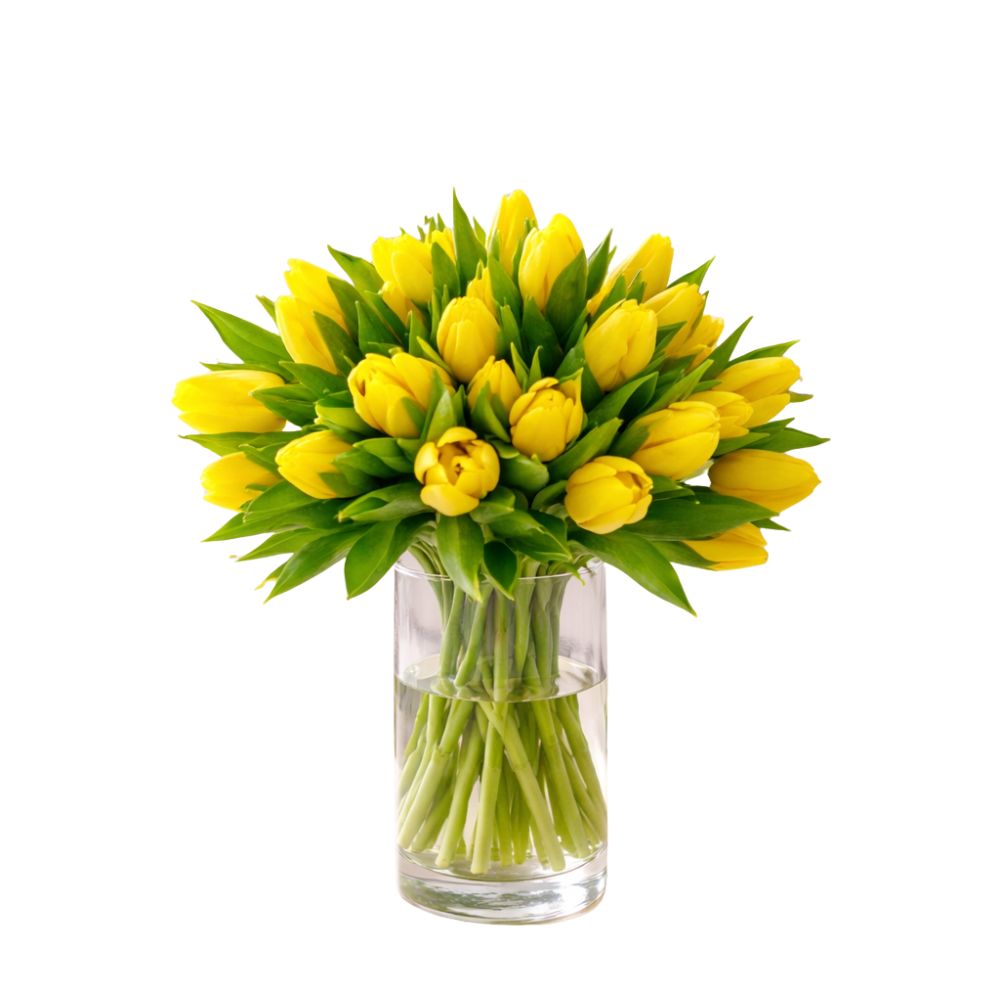 Fresh Yellow Tulips