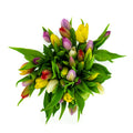 Fresh Mixed color Tulips