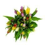 Fresh Mixed color Tulips