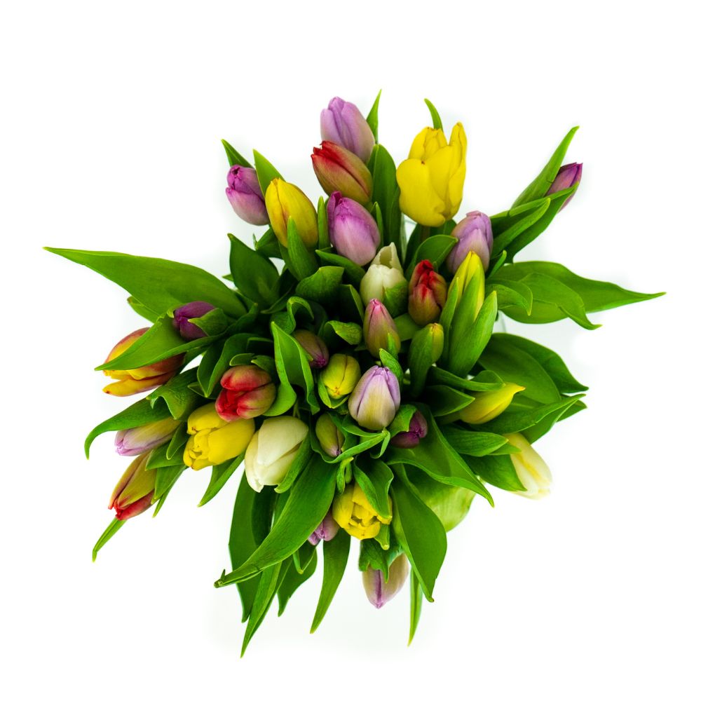 Fresh Mixed color Tulips