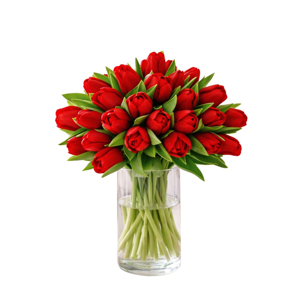 Fresh Red Tulips
