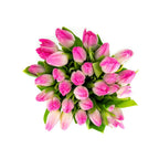 Fresh Pink Tulips