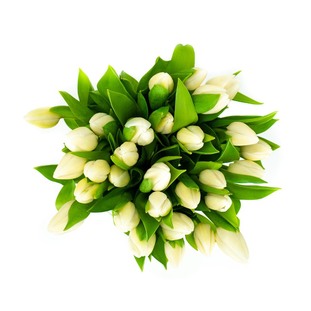 Fresh White Tulips