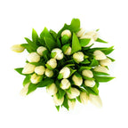Fresh White Tulips