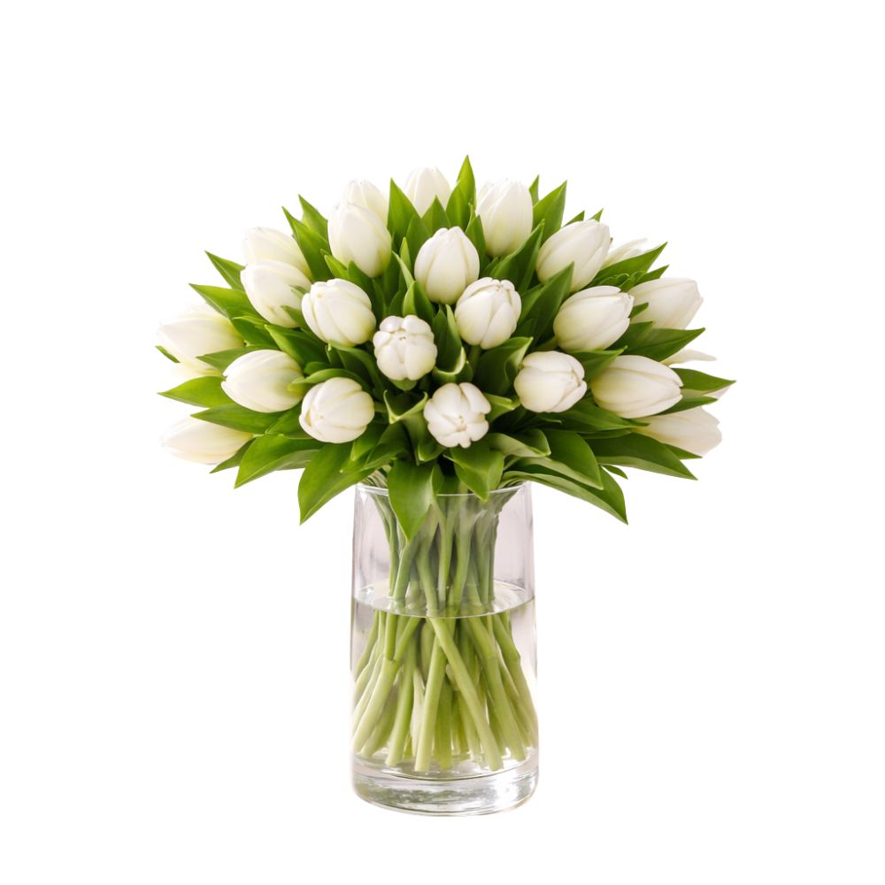Fresh White Tulips